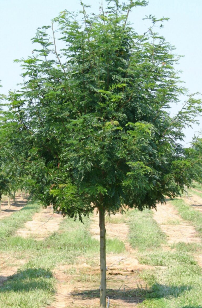 Skyline Honeylocust LegacyTrees