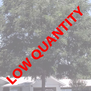 Espresso Kentucky Coffeetree