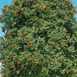 European Mountain Ash