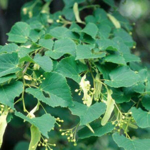 Little Leaf Linden