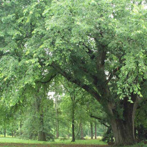 St Croix American Elm