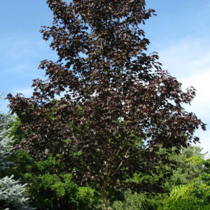 Crimson Sunset Maple