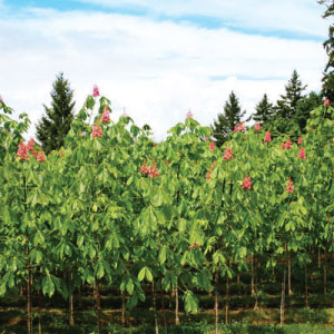 Fort McNair Red Horse Chestnut