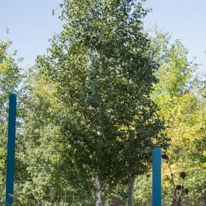 Parkland Pillar Birch