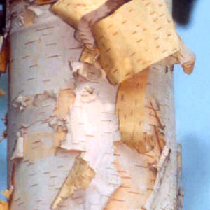 Renaissance Oasis® Paper Birch