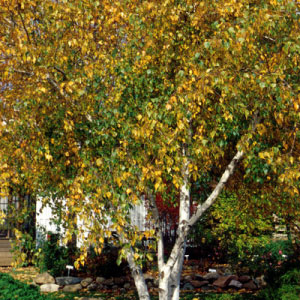 Multistem Whitespire Birch