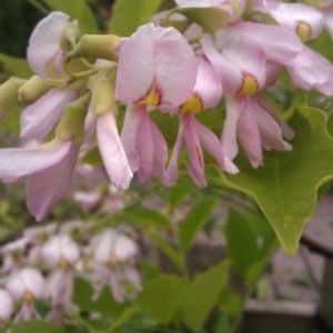 Perkins Pink Yellowwood