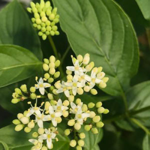 Arctic Fire® Yellow Dogwood