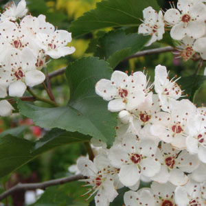 Winter King Hawthorn