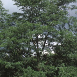 Imperial® Honeylocust