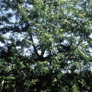 Northern Acclaim® Honeylocust