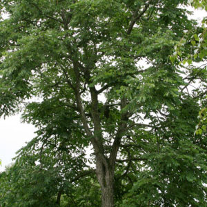 Kentucky Coffeetree (Straight Species)
