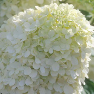 Limelight Hydrangea