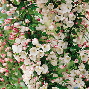 Adirondack Crabapple
