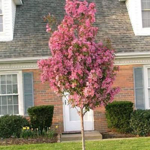 Rejoice™ Crabapple