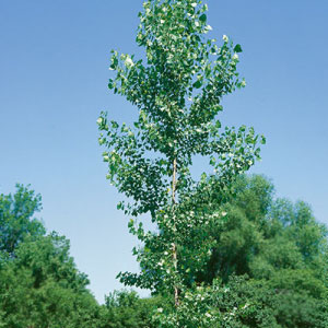 Siouxland Poplar