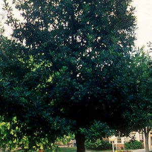 Prairie Stature™ Oak