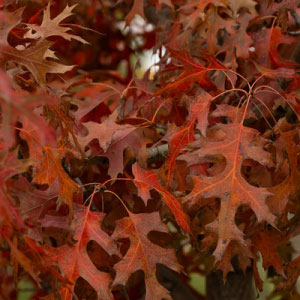 Majestic Skies® Northern Pin Oak