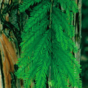 Bald Cypress