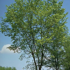 Valley Forge American Elm