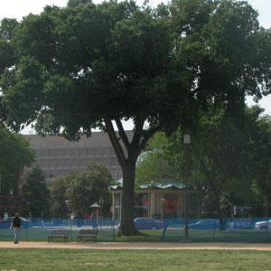 Jefferson Elm