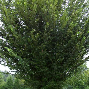 Princeton American Elm