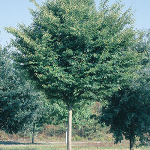 Green Vase Zelkova