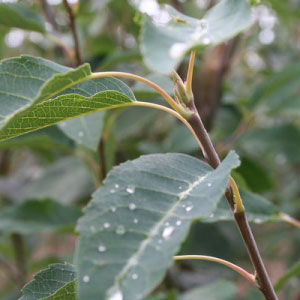 Lustre Serviceberry