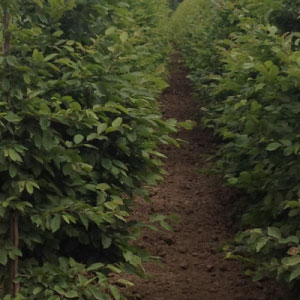 European Hornbeam