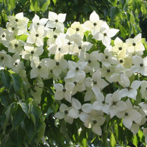 Kousa Dogwood