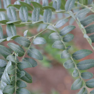 Street Keeper® Honeylocust