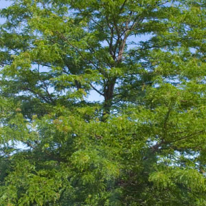 Shademaster® Honeylocust