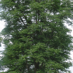 True North™ Kentucky Coffeetree