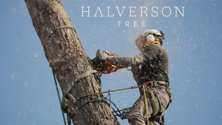 halversontree 2 768x432