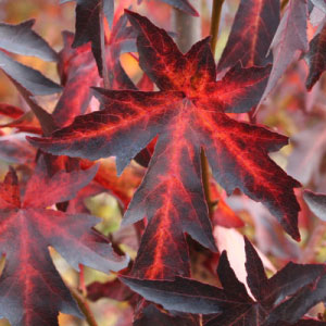 Worplesdon Sweetgum