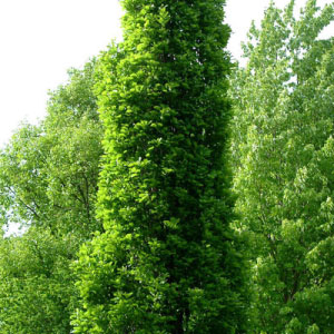 Kindred Spirit® Oak